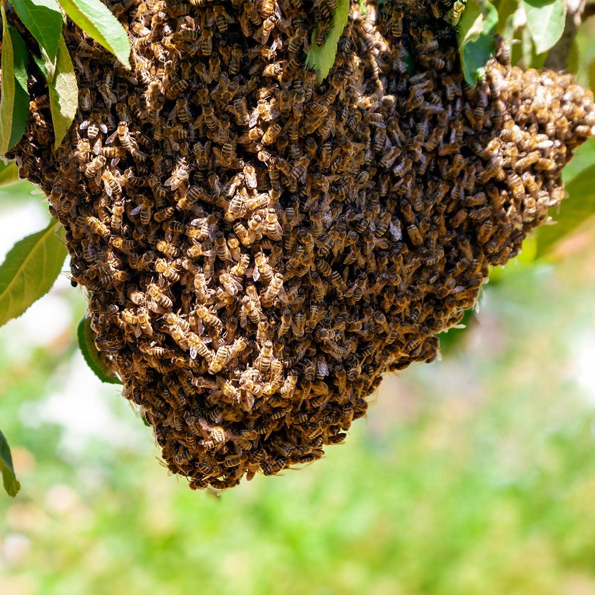What to do if you encounter a swarm of bees