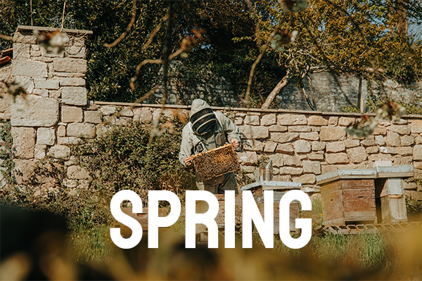 Tips for Successful Spring Beekeeping