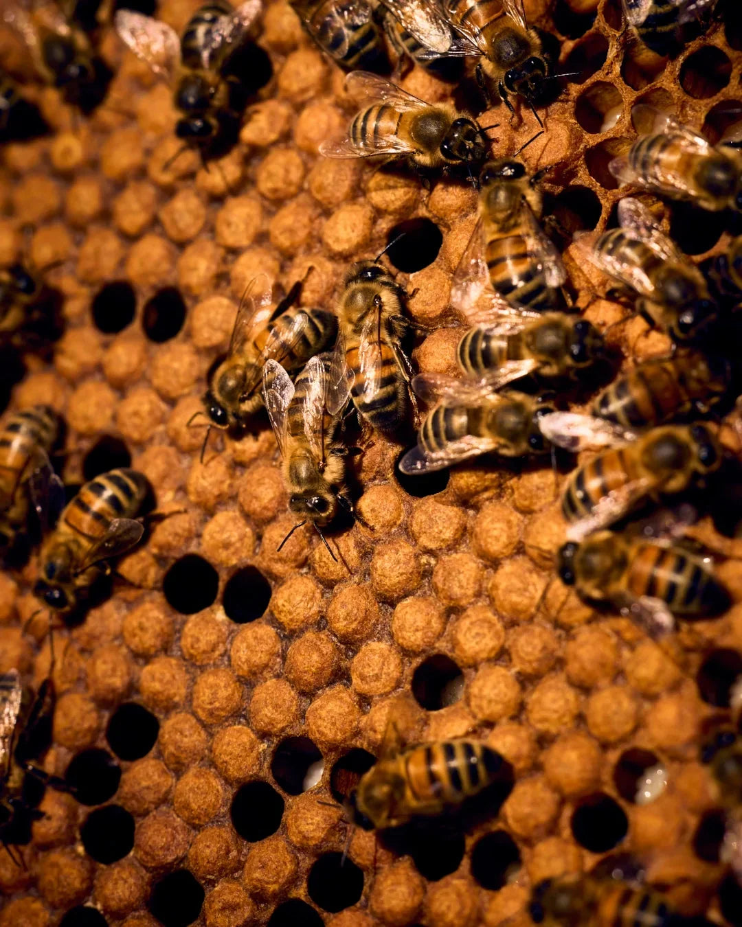 honey bees in a hive