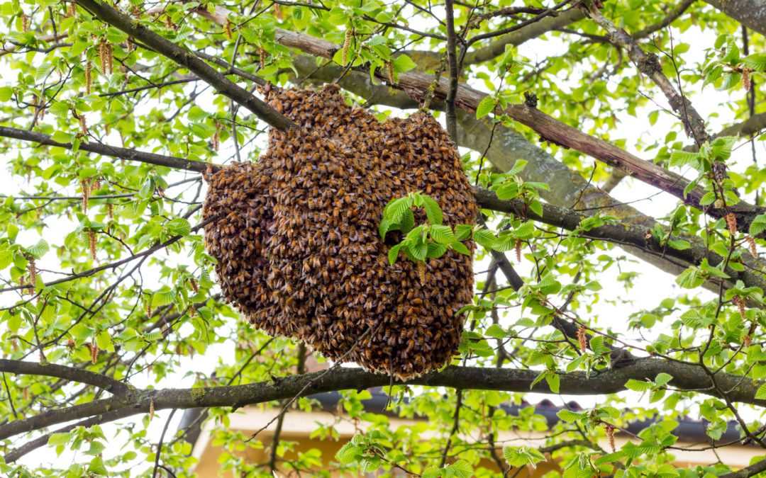 What Is a Bee Swarm? And What to Do If You See One
