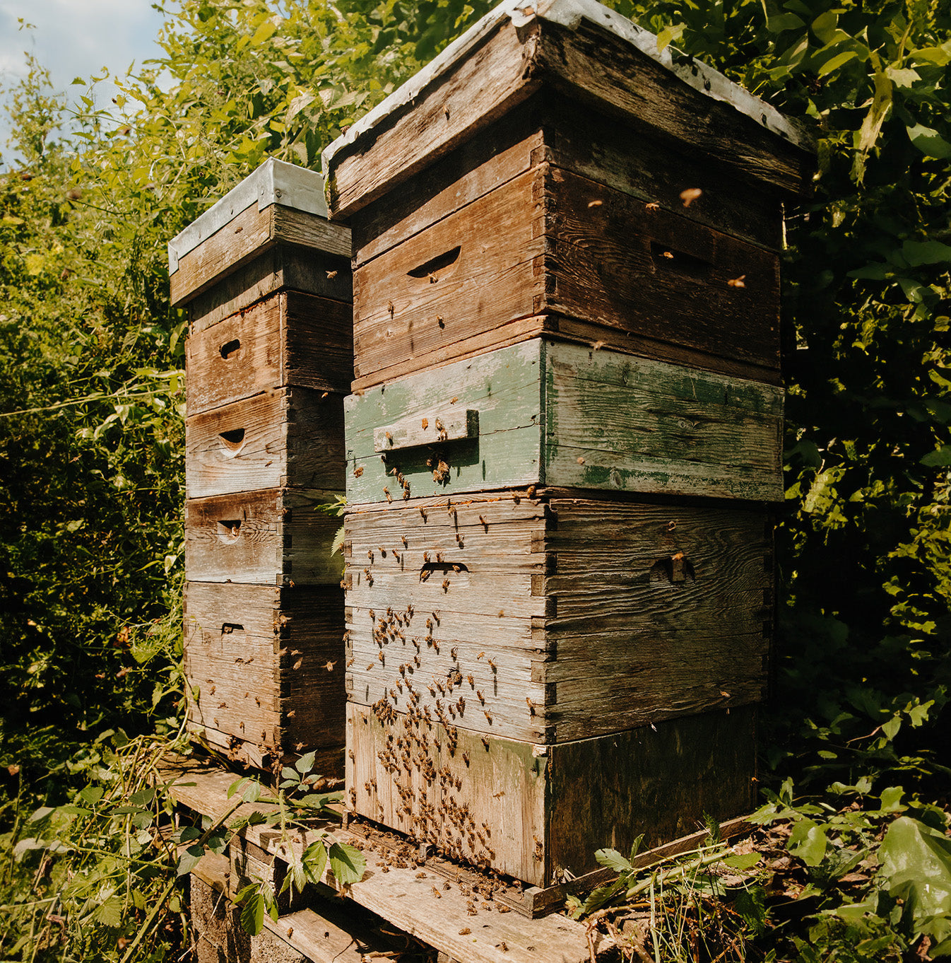 How Do Bees Keep Cool?