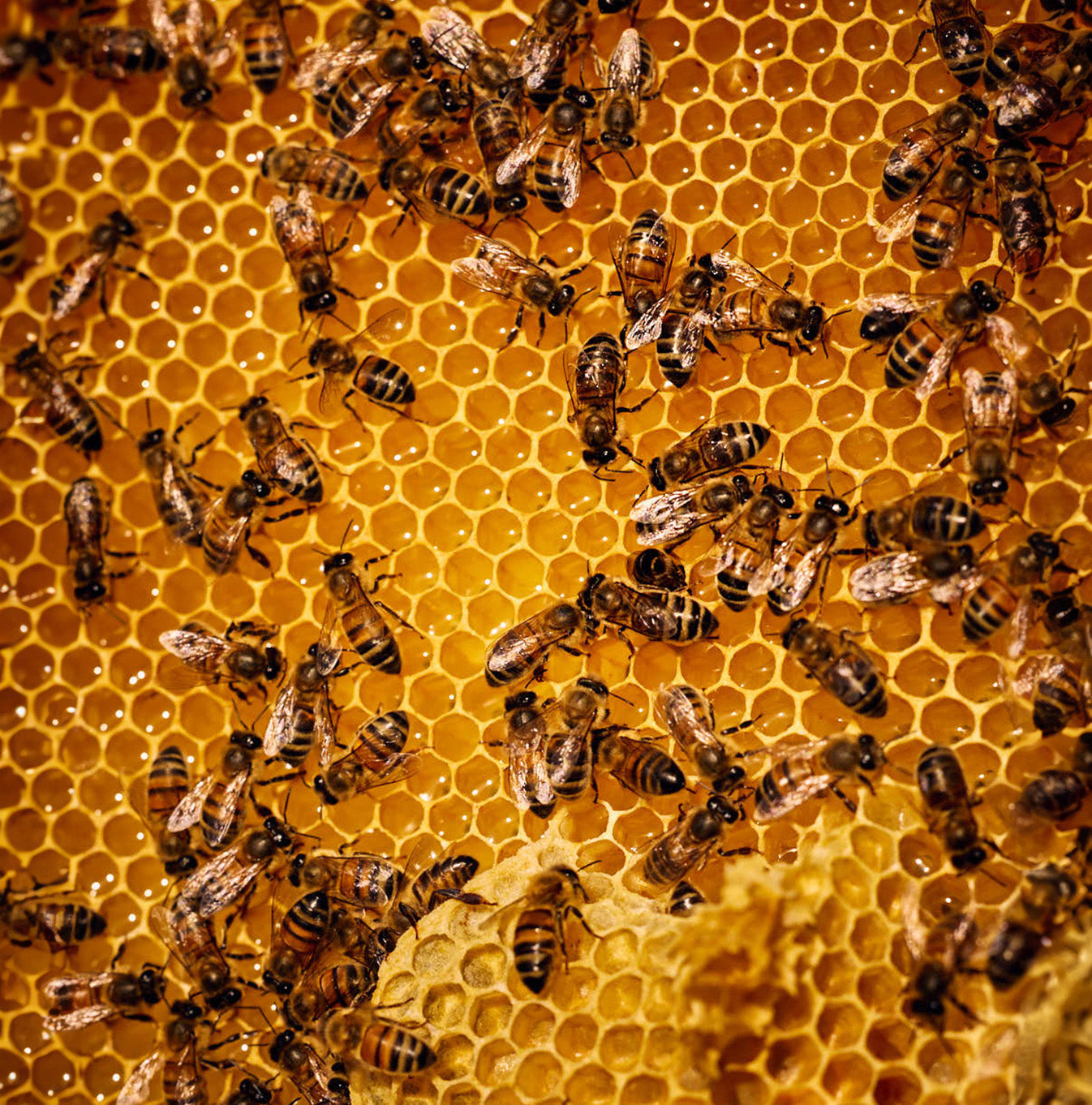 5 Ways You Encourage Bees Into Your Garden