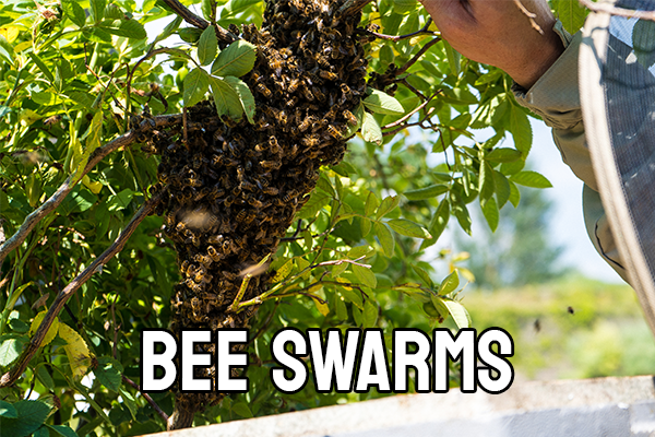 What to do if you encounter a swarm of bees
