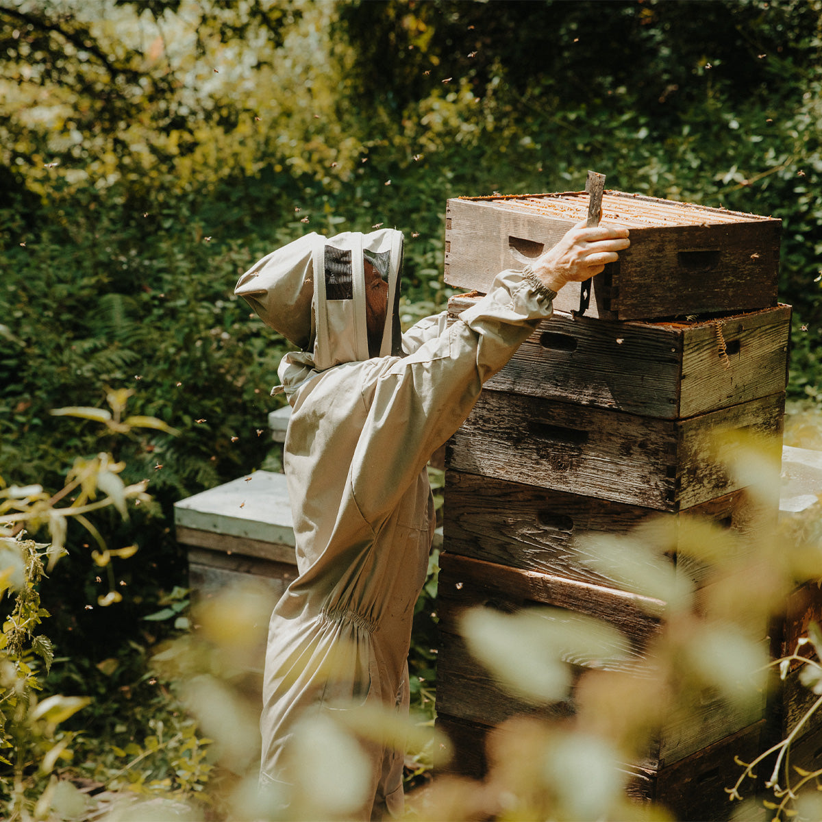 Why is May an Important Month for Pollinators?