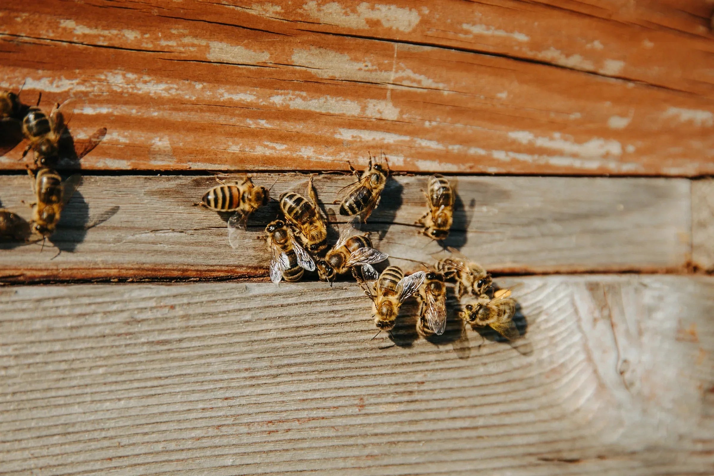 are bees endangered?