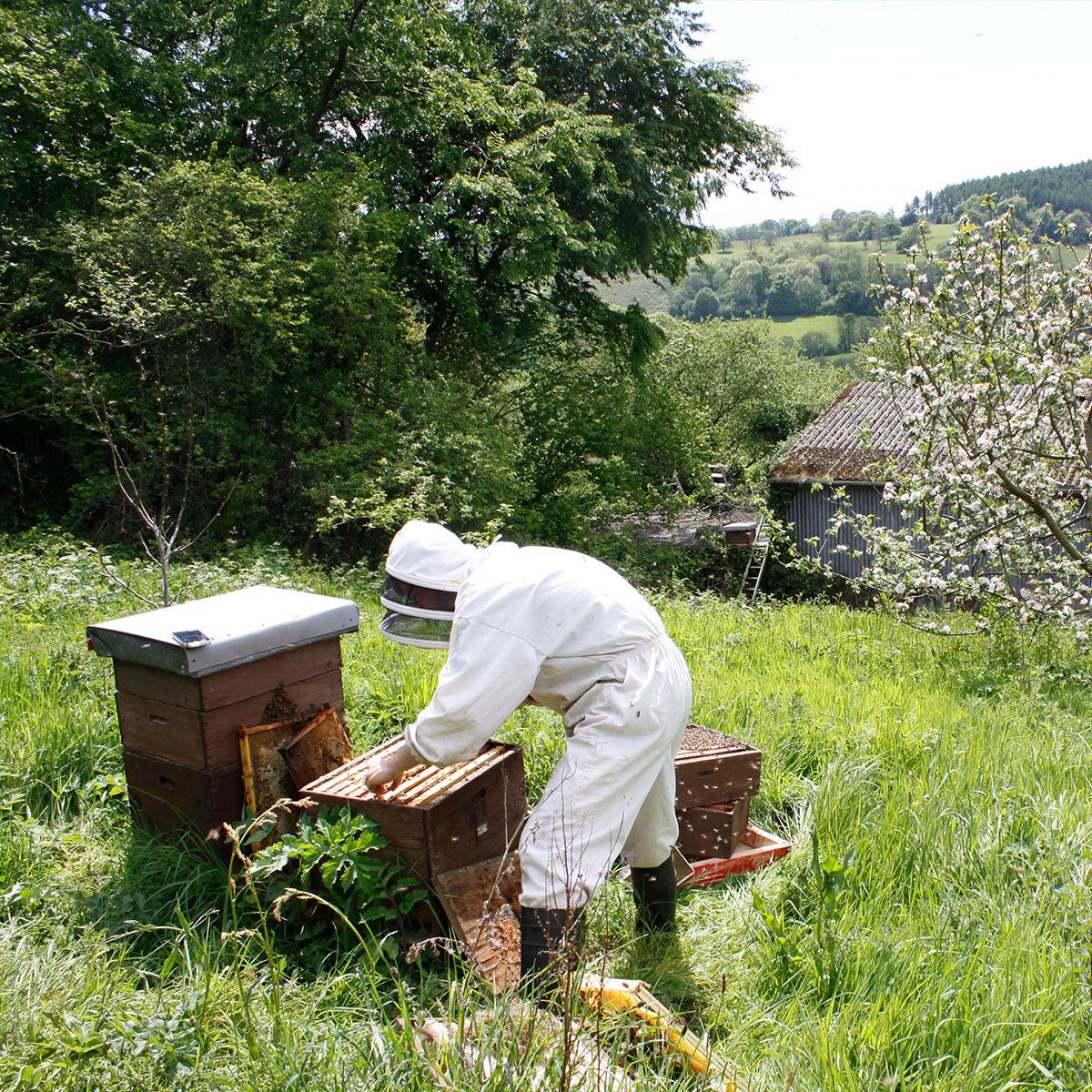 Tips for Successful Spring Beekeeping