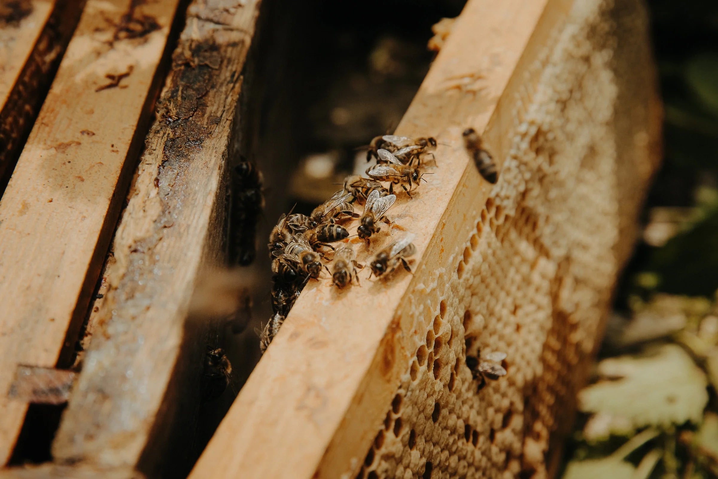 bees in a hive