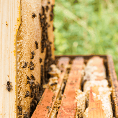 6 Frame Nucleus Bee Hive (Bee hive starter kits) COLLECTION ONLY
